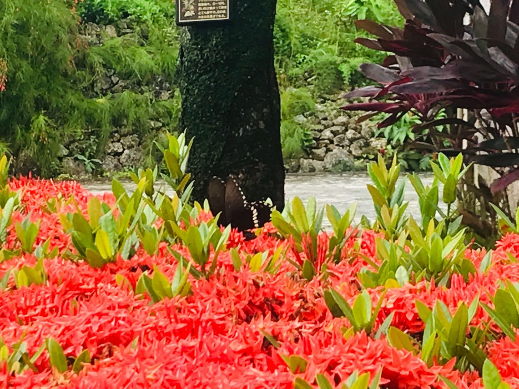 沖縄の花サンダンカ ゴルフ場の入り口に真っ赤な花が咲く E No