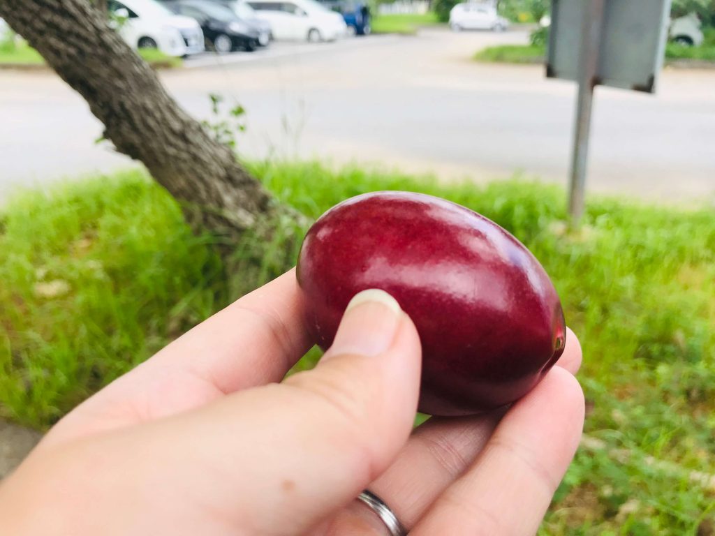 一人野草ツアー 沖縄の公園で出会った マンゴーに似た危険な実とは E No
