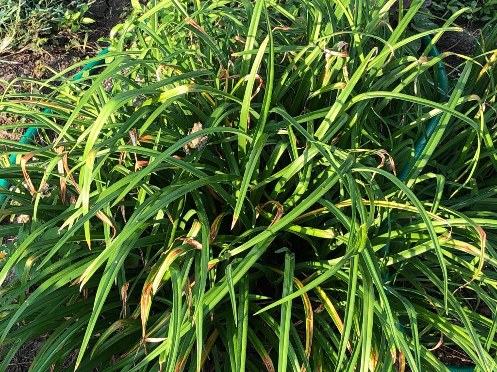 【草むらの中に1匹のカエル。かくれんぼが上手です。見つけられますか?】
