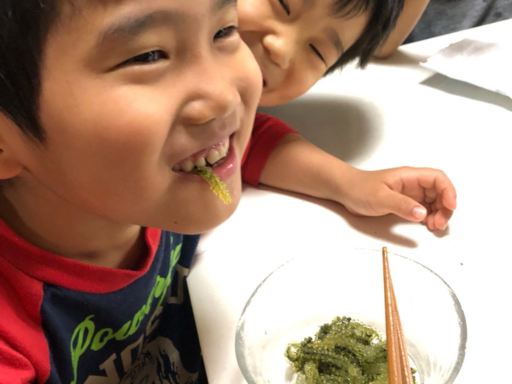 今が旬 子どもも飛びつく 海ぶどう プチプチの食感が一度食べたら忘れられない E No