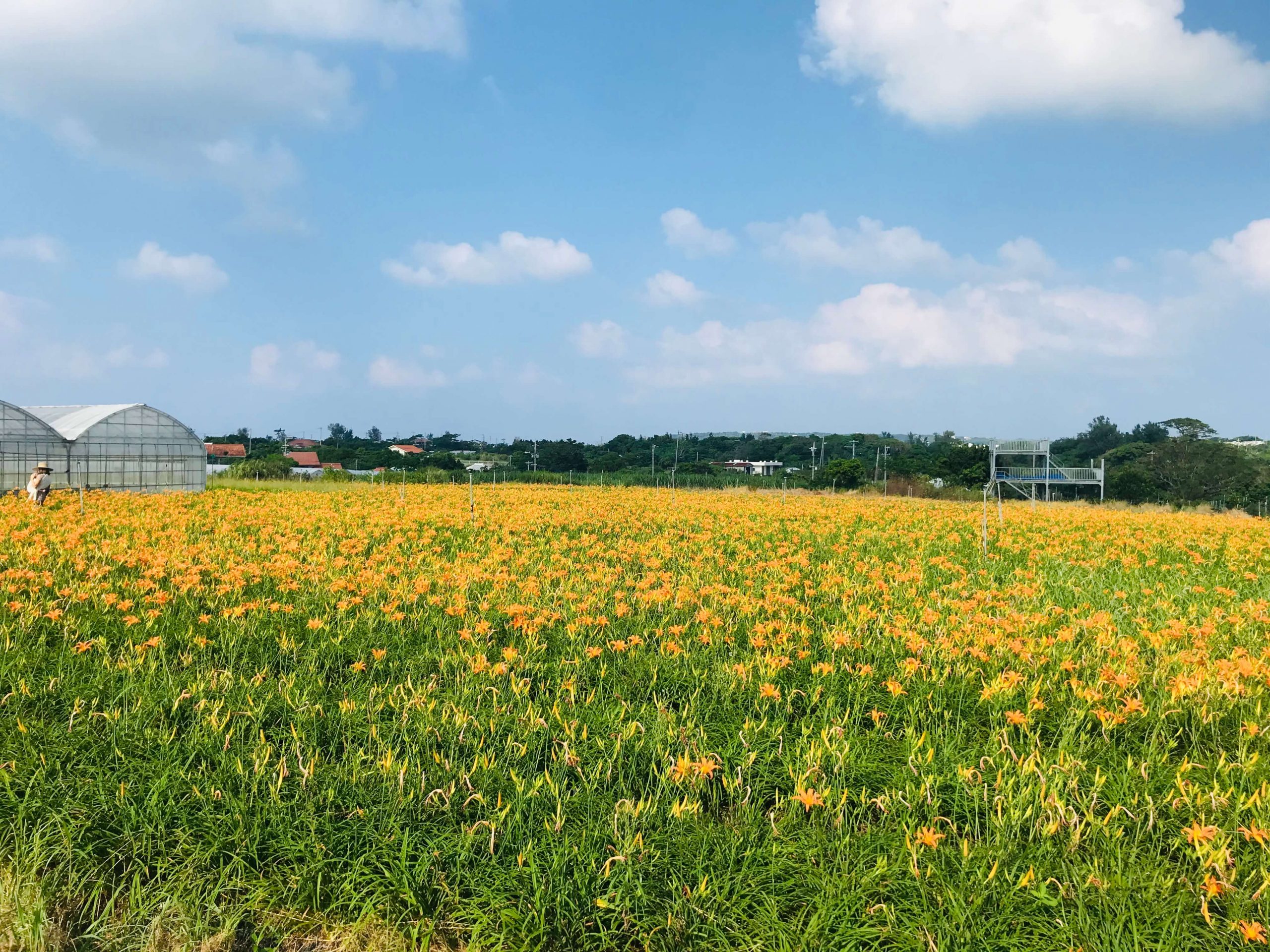 水仙を食べる 沖縄パワーフード探しの旅 In 今帰仁 E No